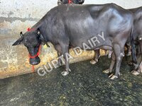 Milking Murrah Buffalo