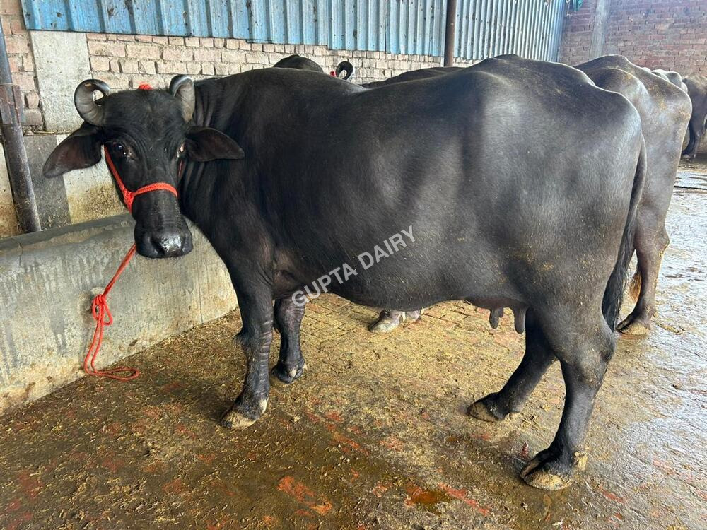 Haryana Murrah Buffalo