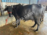 Haryana Murrah Buffalo