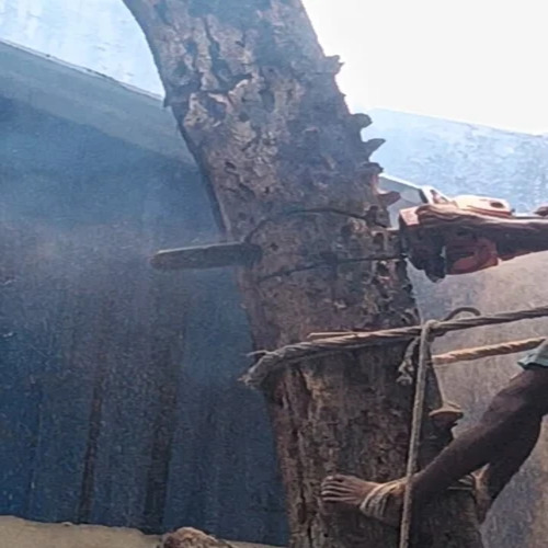 Tree Cutting Services