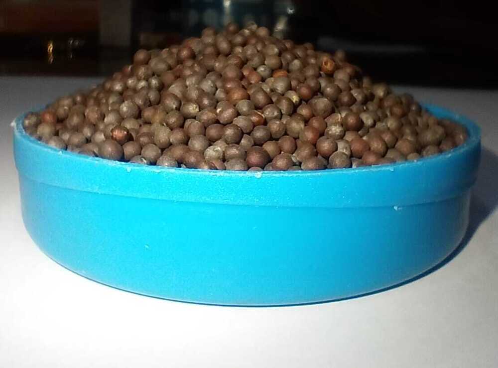 Mustard Seeds - Color: Yellow