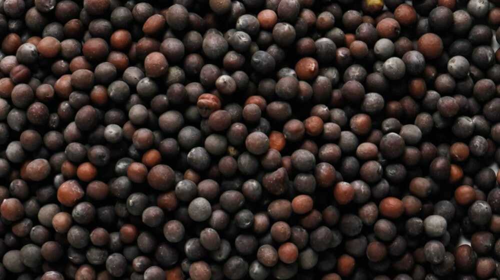 Mustard Seeds
