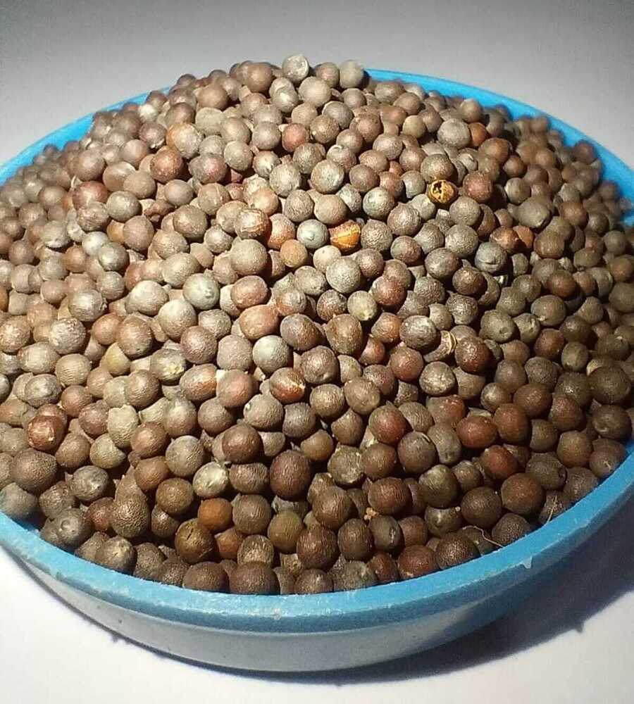 Mustard Seeds - Color: Yellow