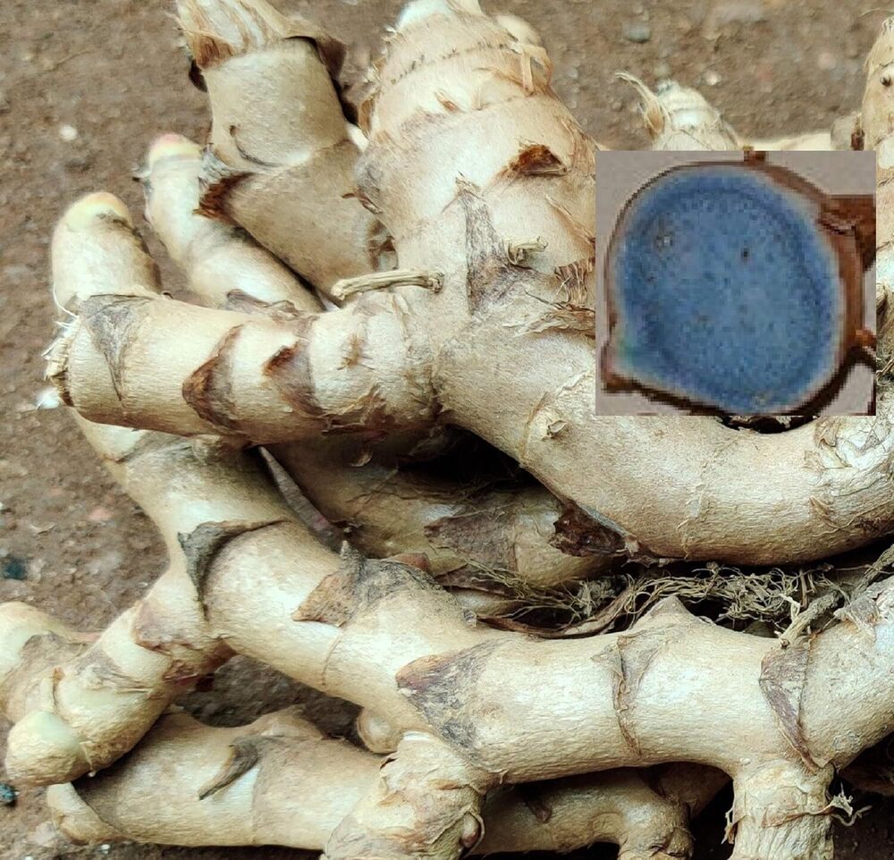Black Turmeric