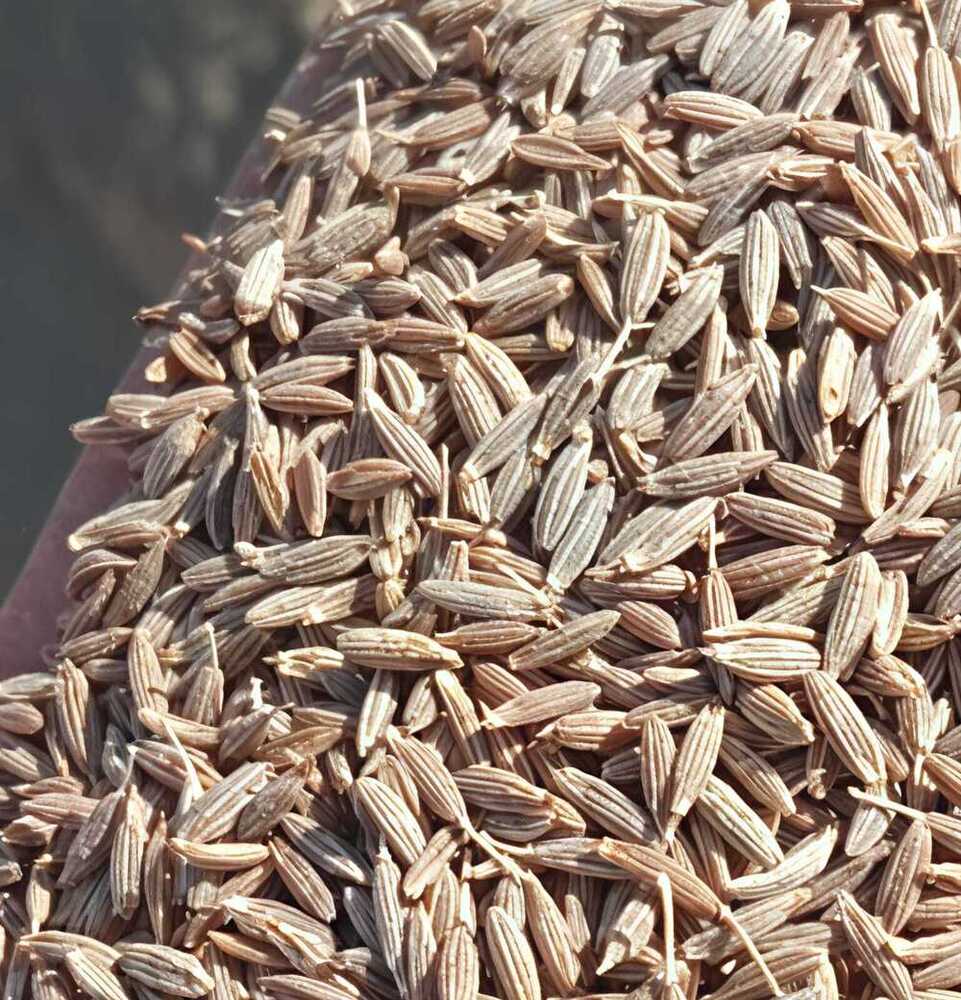 Cumin Seeds - Natural Edible Raw Piece | Strong Taste With Cool Dry Storage For Optimal Freshness