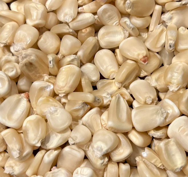White Corn