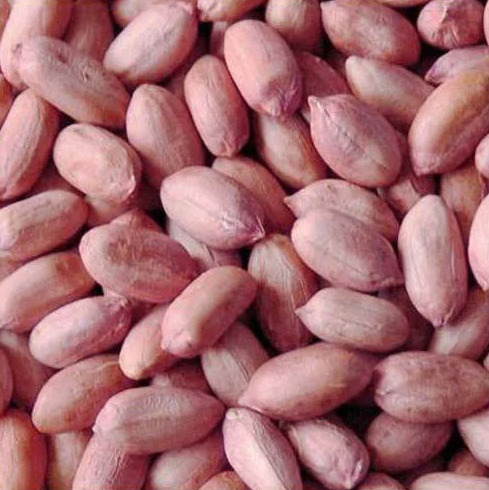 Red Groundnuts - Cultivation Type: Common