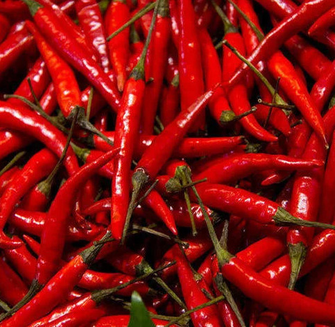 Red Chilli