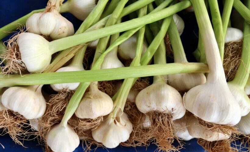 Green Garlic