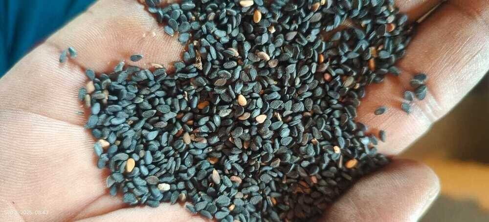 Black Sesame Seed - Cultivation Type: Organic
