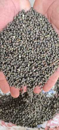 Black Urad Dal - Cultivation Type: Organic