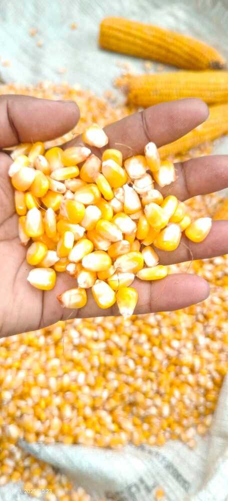 Fresh Maize Corn