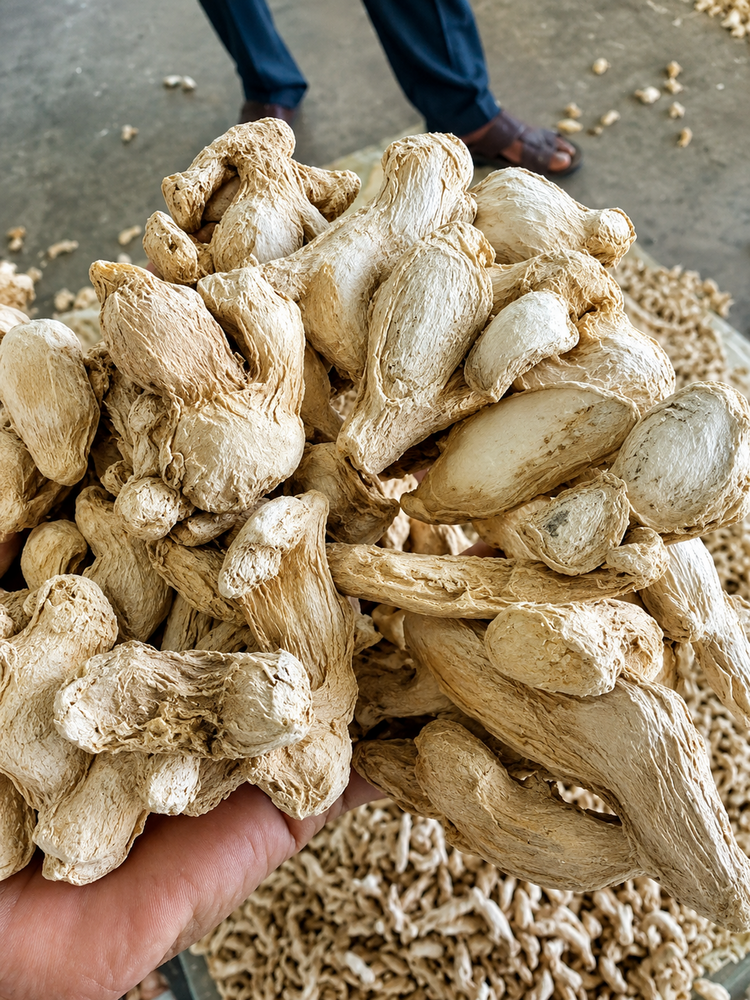 Fresh Dry Ginger Rigodi - Color: Brown