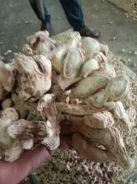 Fresh Dry Ginger Rigodi - Color: Brown