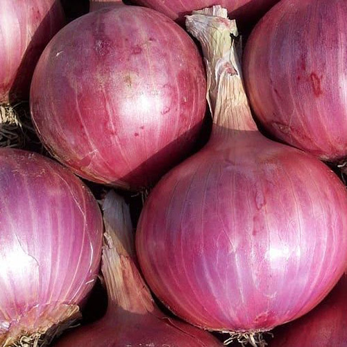 Fresh Onions