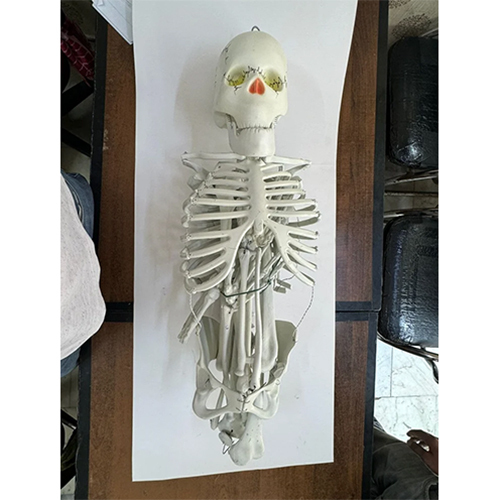 White Skeleton Model