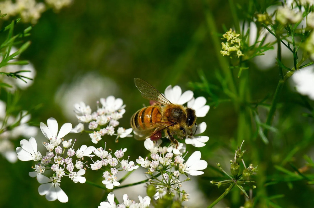 Bulk Coriander Honey