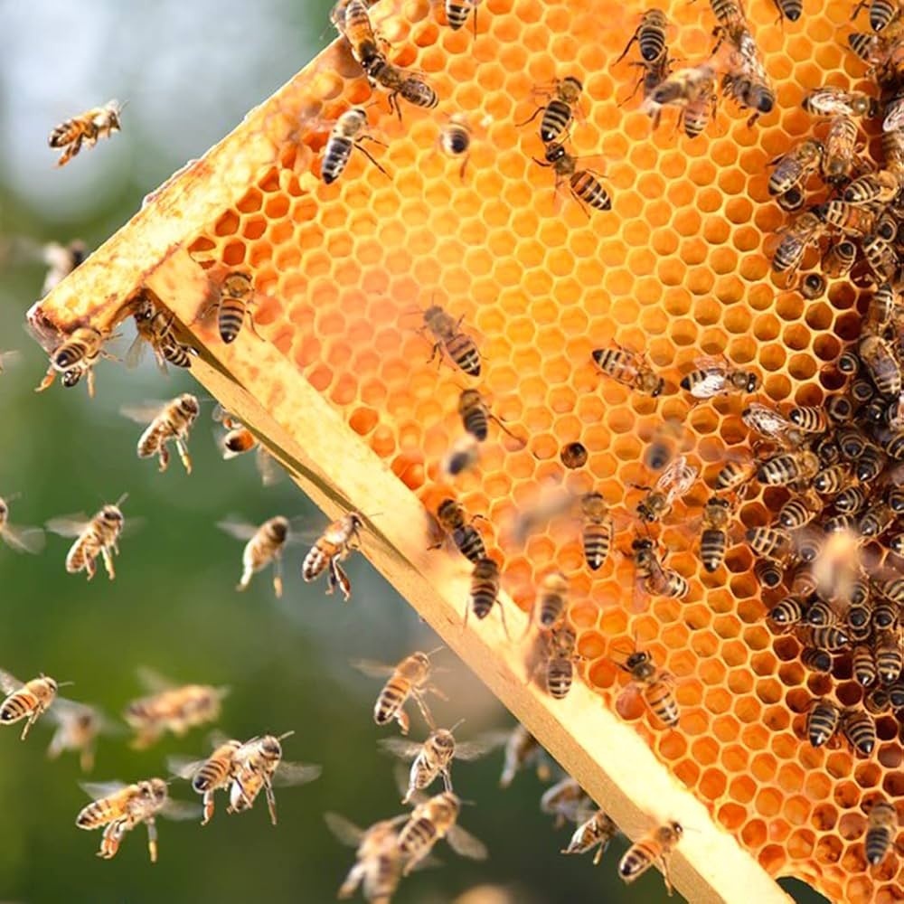 Bulk Coriander Honey