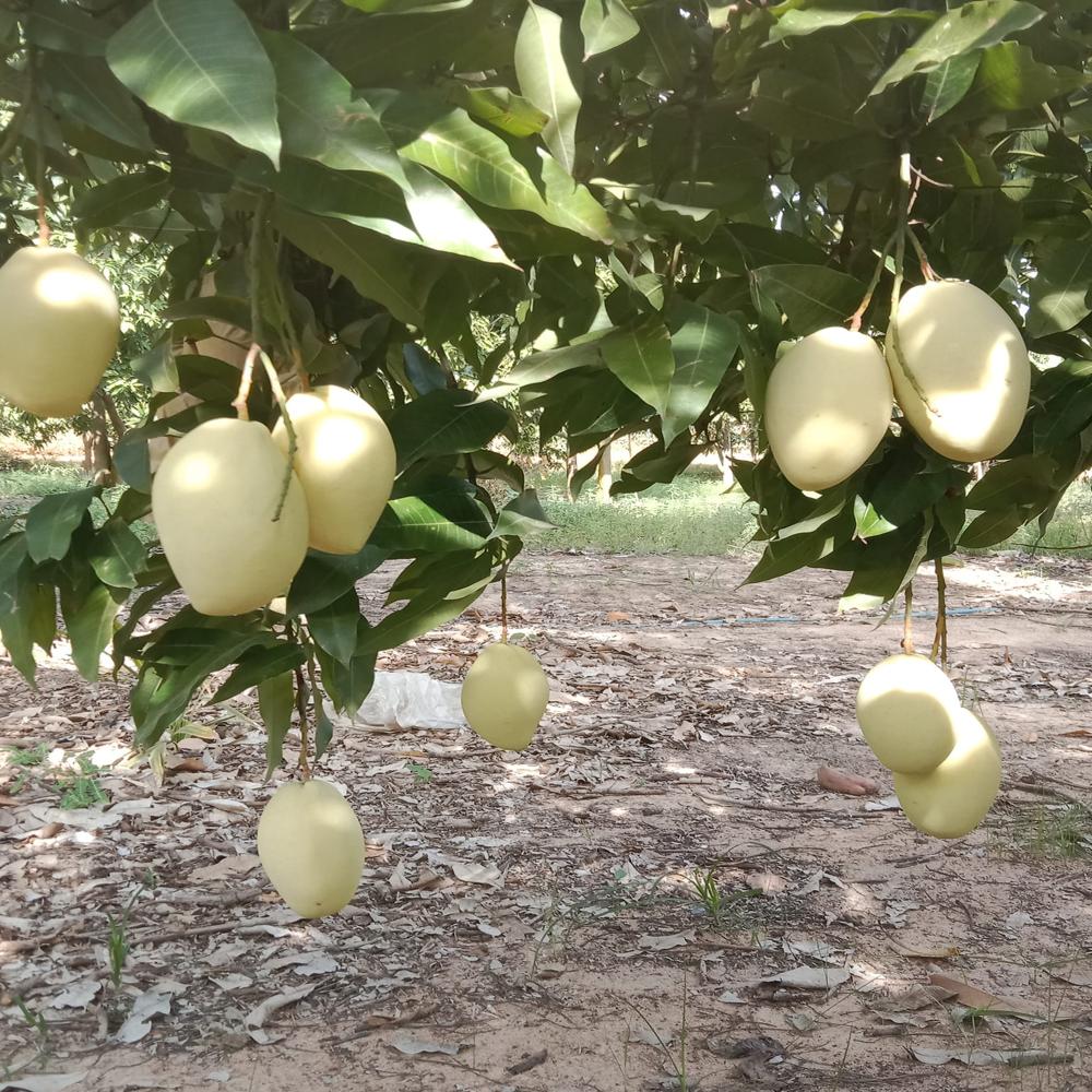 Fruit Image When The Bag Is Used - Color: Yellow