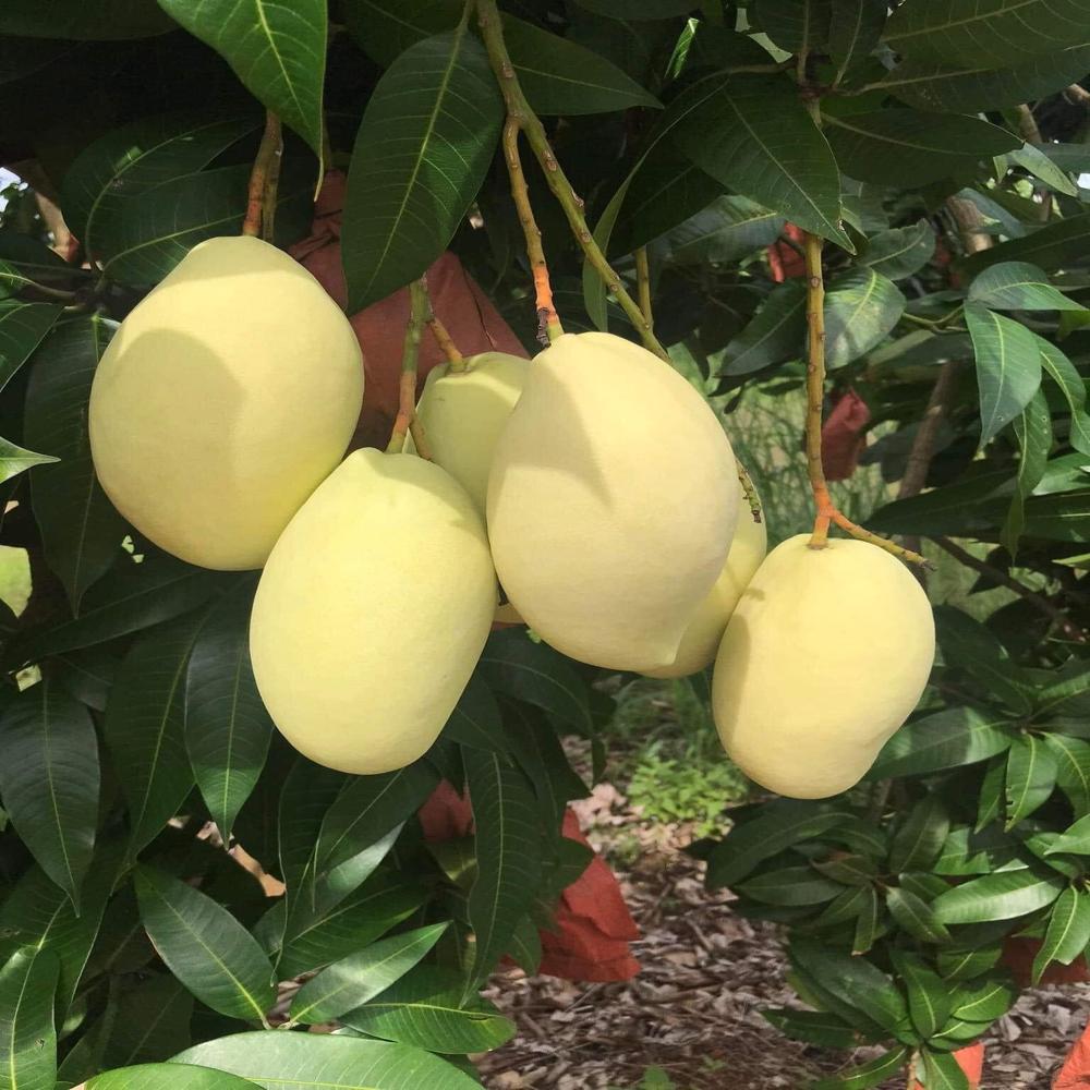 Fruit image when the bag is used