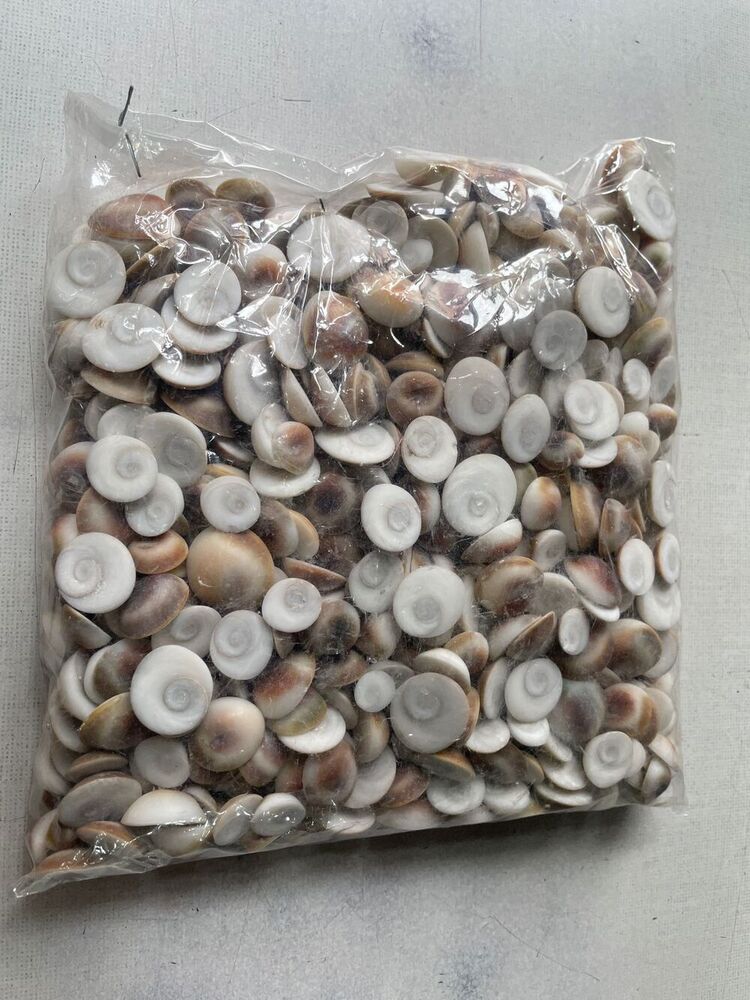 Black Gomti Chakra - Color: Various Available