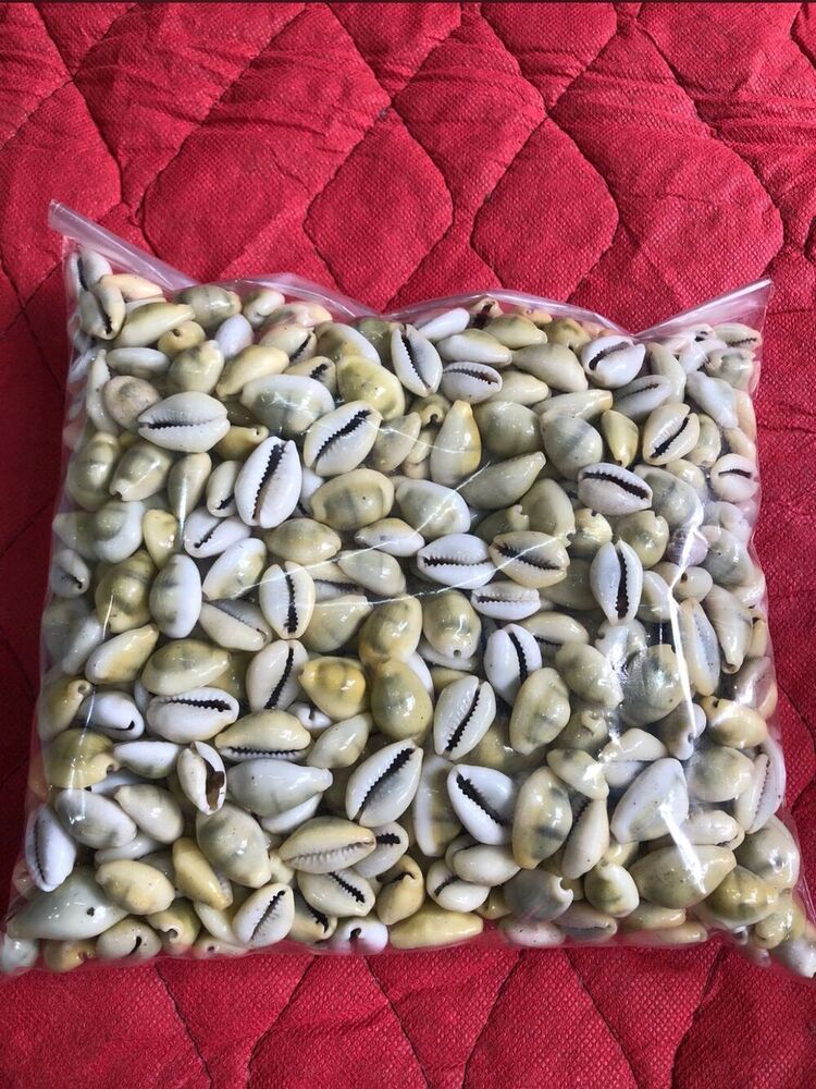 Original Yellow Cowrie - Color: Various Available