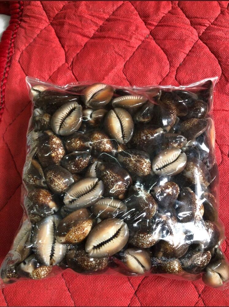 Raja Black Cowrie - Color: Various Available