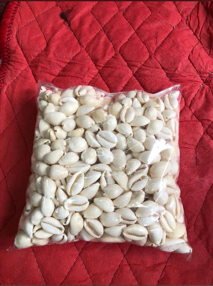 White Cowrie - Color: Various Available