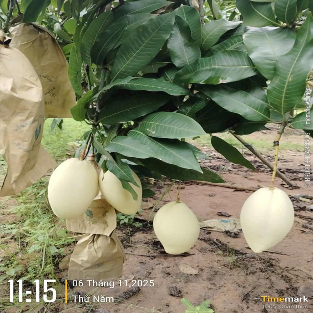 Fruit Image When The Bag Is Used - Material: Laminated Material