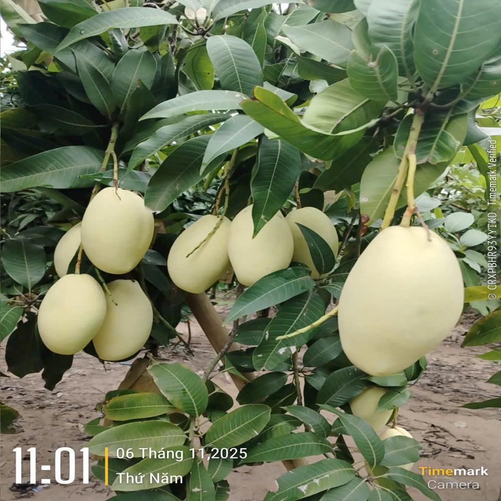 Fruit image when the bag is used