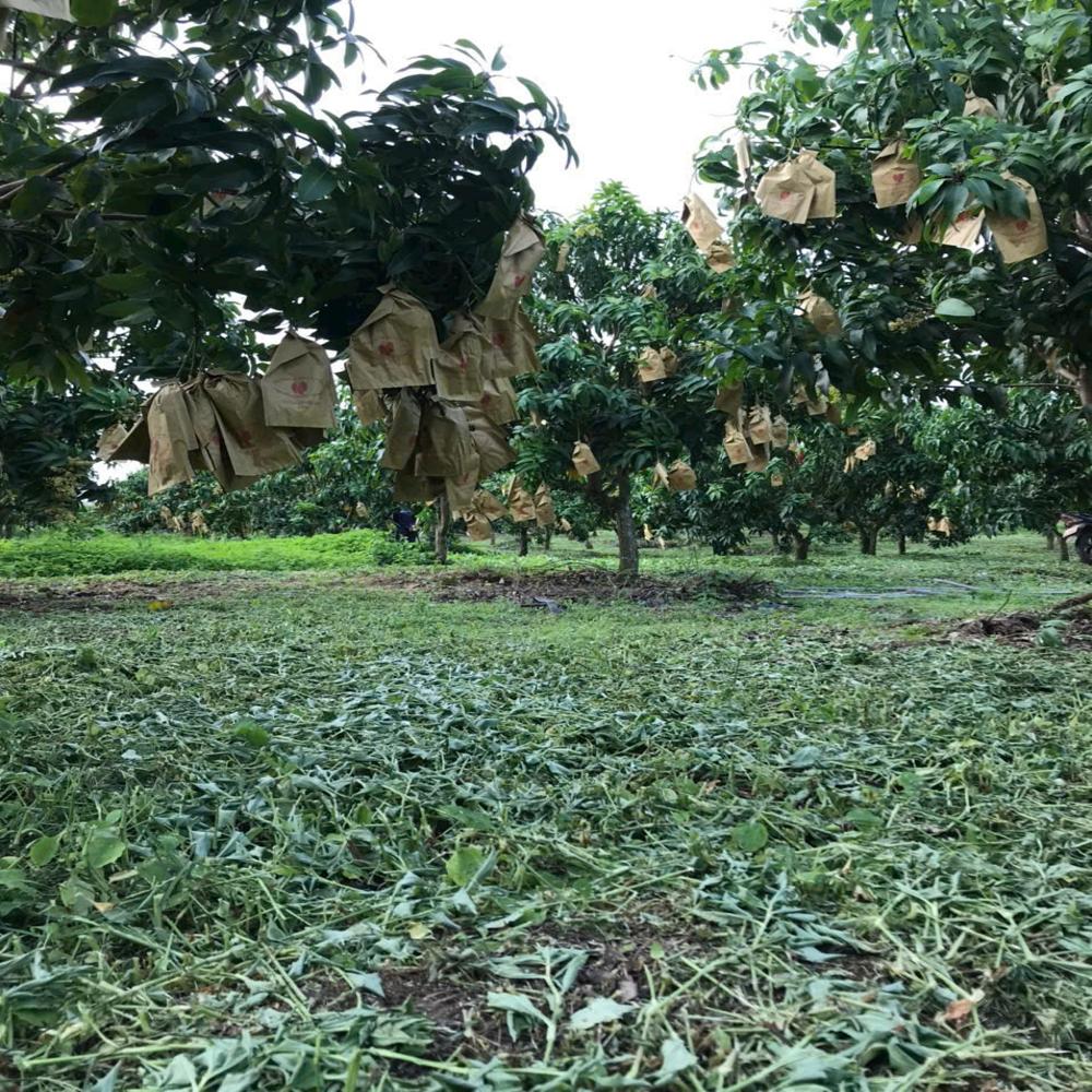 Fruit image when the bag is used