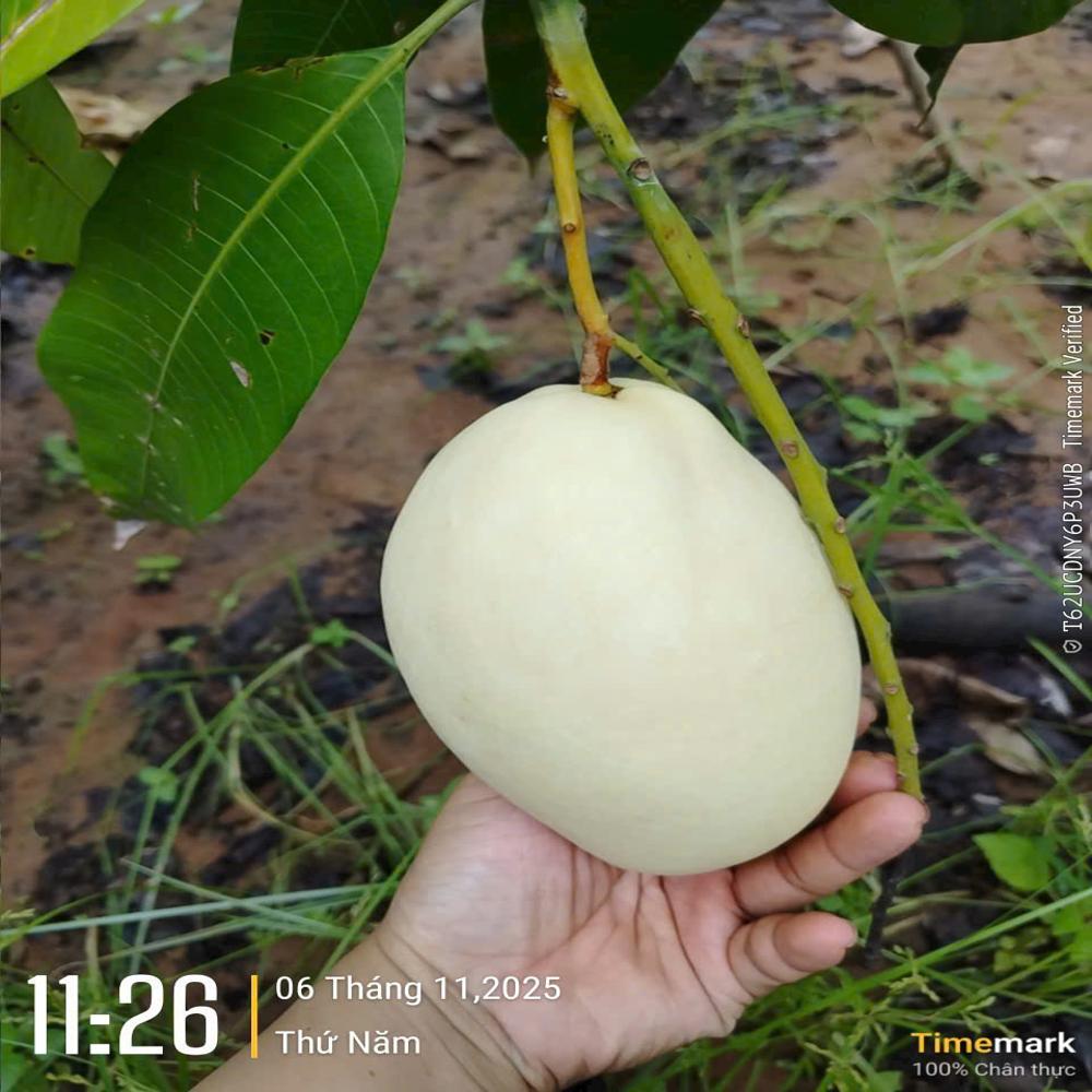 Fruit Image When The Bag Is Used - Material: Laminated Material