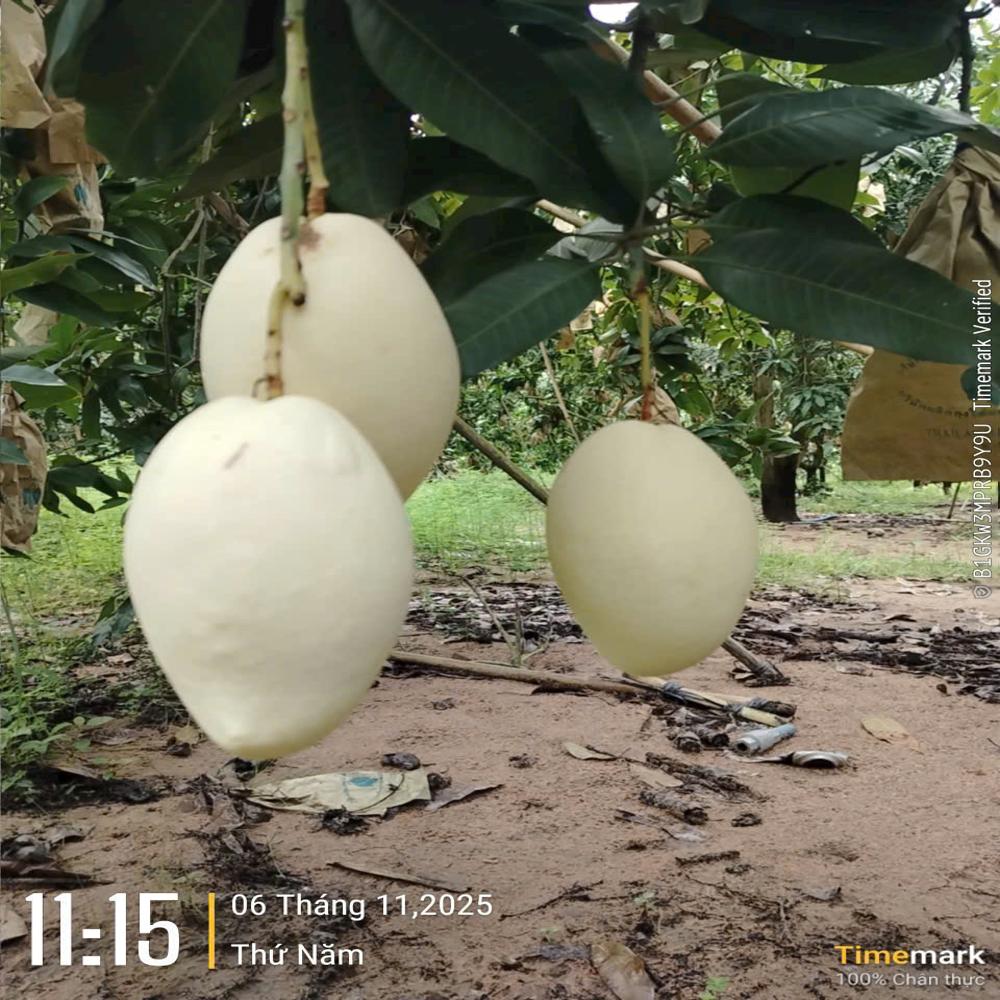 Fruit Image When The Bag Is Used - Material: Laminated Material