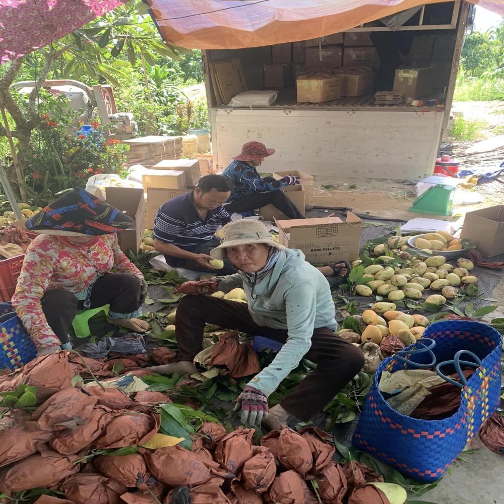 Reusable Paper Bag Images - Color: Yellow. Brown
