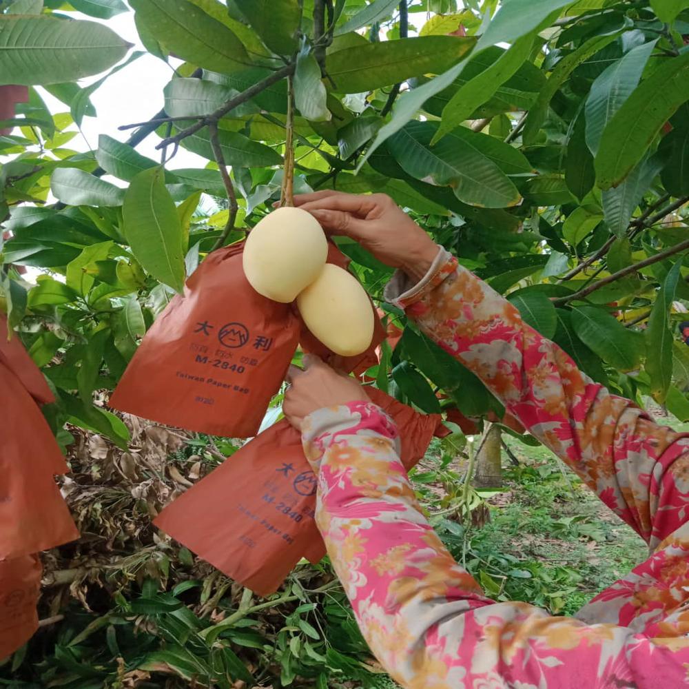 Reusable Paper Bag Images - Color: Yellow. Brown
