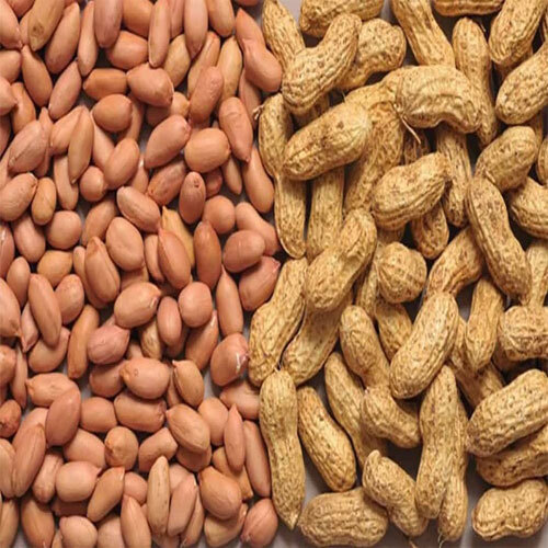 Fresh Groundnut
