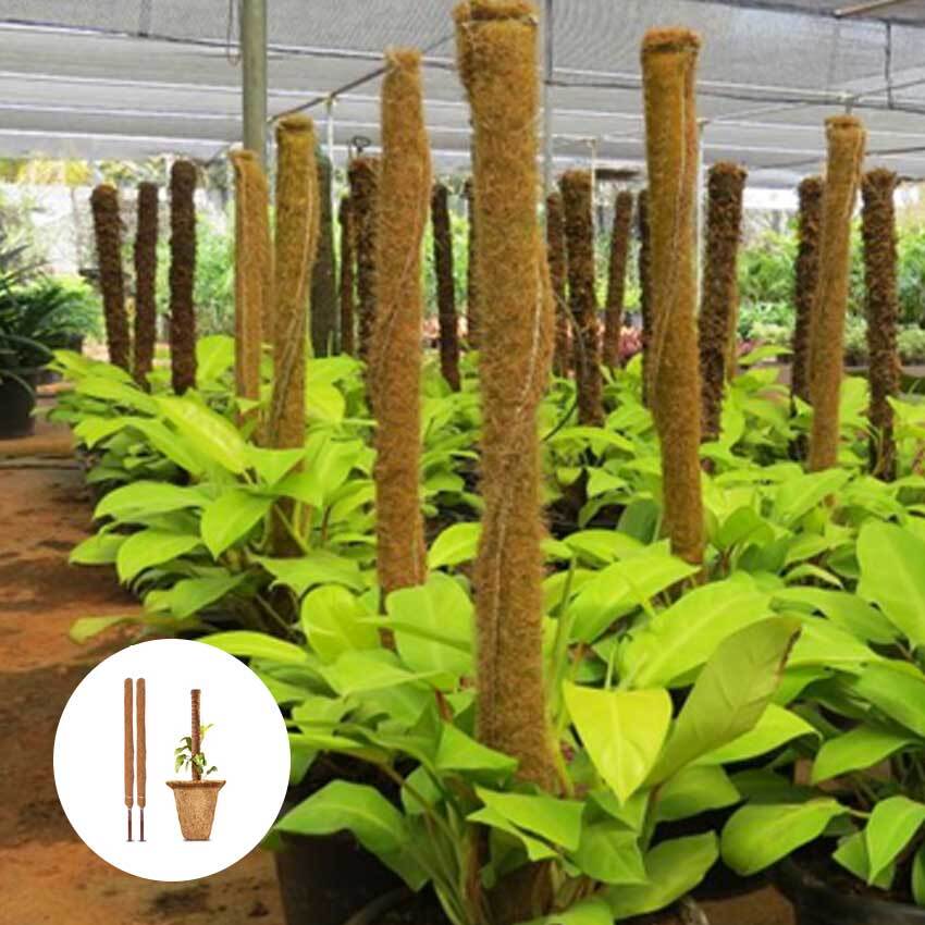 Coco Pole (wood) 1 feet