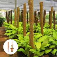 Coco Pole (wood) 1 Feet - Color: Brown