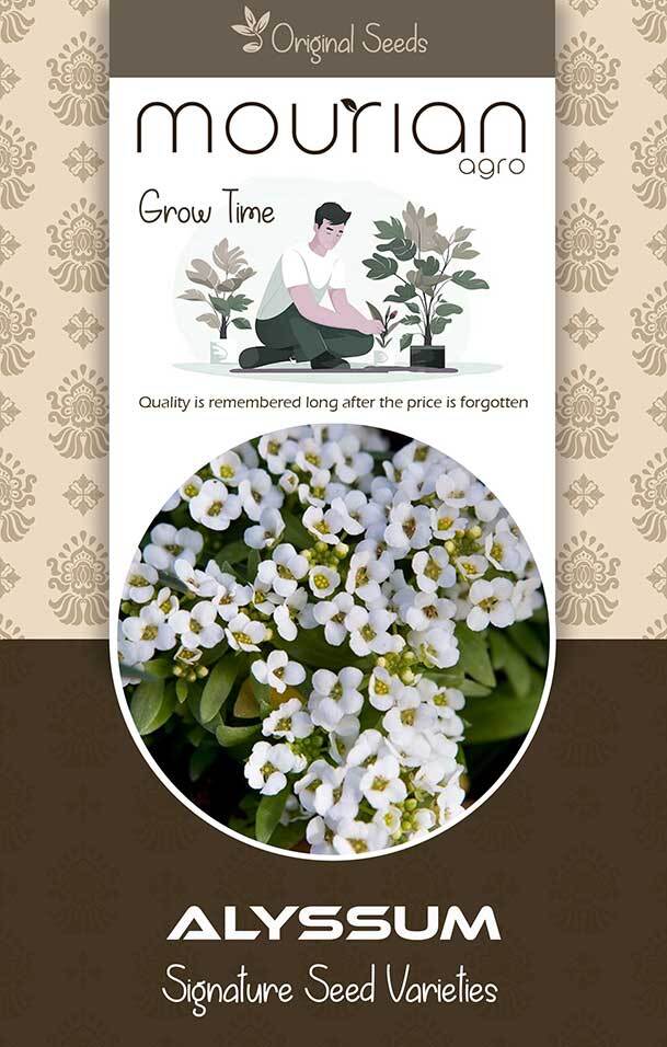 Alyssum Organic Seeds - Color: Brown