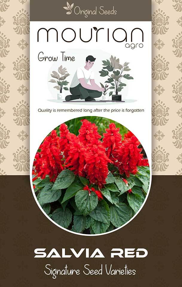 Salvia Red Organic Seeds - Color: Brown