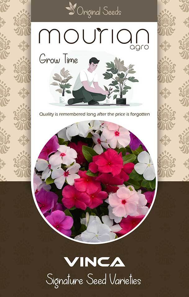 Vinca Organic Seeds - Color: Brown