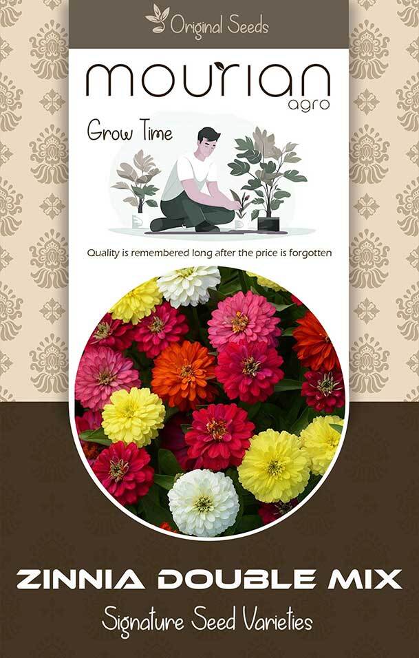 Zinnia Double Mix Organic Seeds - Color: Brown