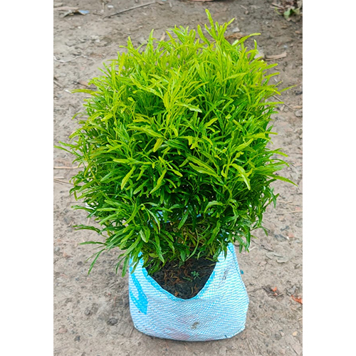 Aralia Plant
