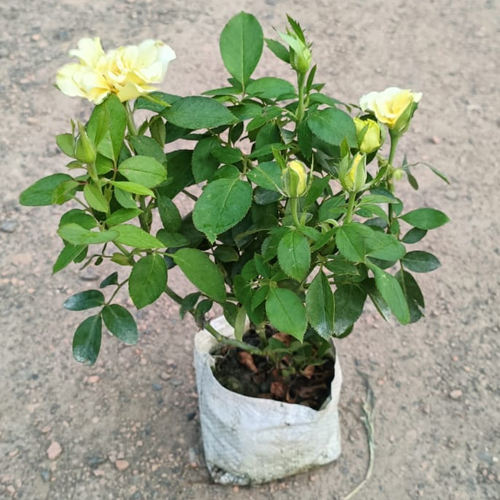 गुलाब का पौधा