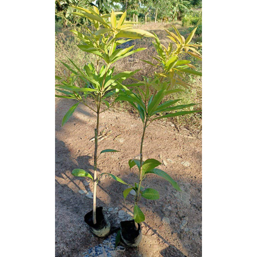 Mango Tree - Shelf Life: 5 To 12 Years