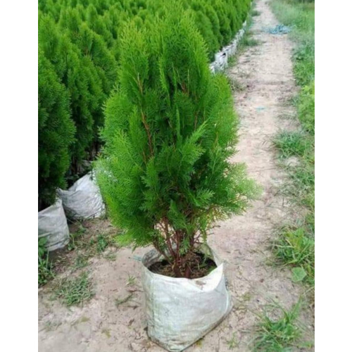 Thuja Plant