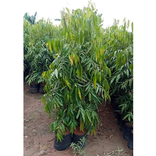 Ashoka Plant