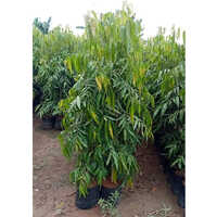 Ashoka Plant - Shelf Life: 5 To 12 Years