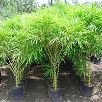 Bamboo Plant - Shelf Life: 3 To 7 Years