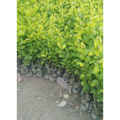 Outdoor  Plant